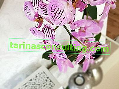 ### 5. Orchidee Luce soffusa e diffusa e molta ombra sono le condizioni ideali per coltivare queste piante colorate ...