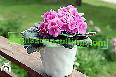 fiori in vaso per il giardino