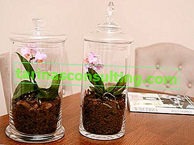 Orchidee in einem Glas