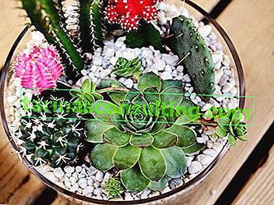 kaktus, kaktus v květináči, rostliny v bytě