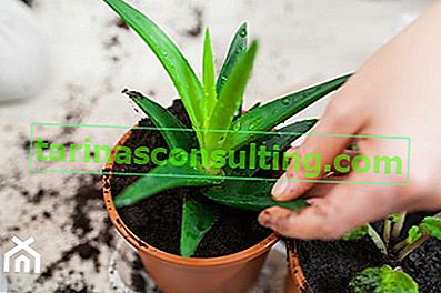 Aloe verpflanzen