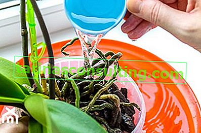 arrosage des orchidées avec de l'eau distillée