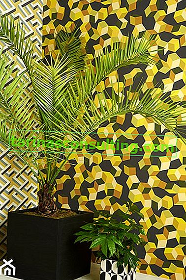 The Royal Palm (* Roystonea regia *) --- Je také známá jako ** Canary Date Palm **, ** Canary Island ** a * ...