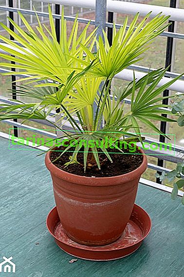 Washingtonia (* Washingtonia *) --- Una palma molto appariscente con foglie a ventaglio, originaria delle regioni desertiche ...
