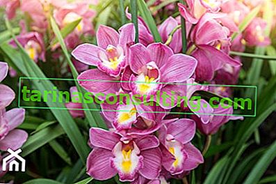 odrůda orchideje vanda