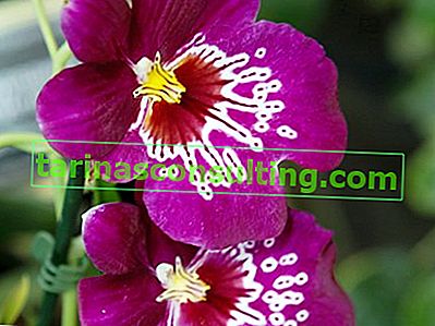 Anbau von Miltonia-Orchideen
