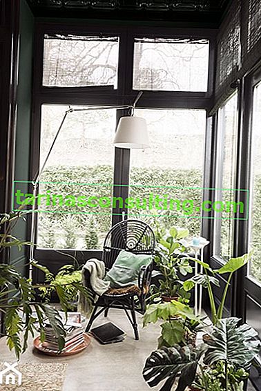 pokojové rostliny, zelené stěny, hnědé okenice