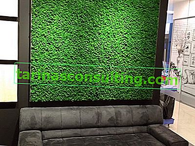 muschio sul muro, design biofilico, piante sul muro