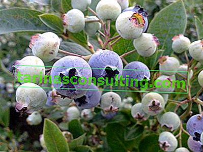 plody zahradních borůvek