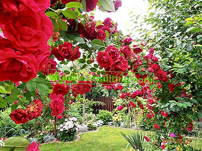 15 des plus beaux arbustes pour le jardin - la sélection de la rédaction de Homebook.pl