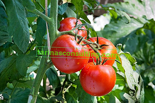 Tomaten pflanzen - wann und wie man Tomaten pflanzt?